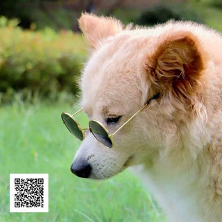 Pet Sunglasses