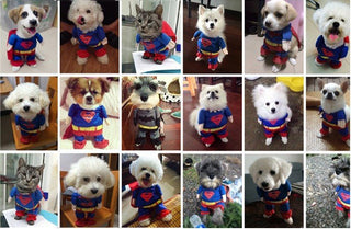 pet-dog-dress