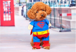 pet-dog-dress