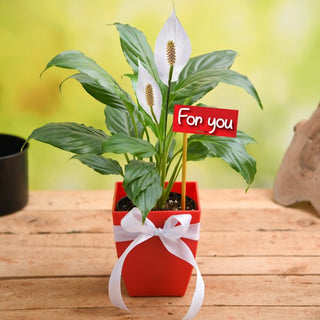 Peace Lily - Potted plant Gift